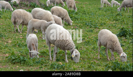 Schafe weiden auf der Wiese, inländischen Schafe (Ovis orientalis aries), Algaida, Mallorca, Balearen, Spanien Stockfoto