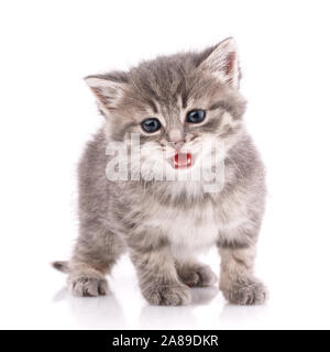 Ein wahrer Freund. Katze ist auf weißem isoliert Stockfoto