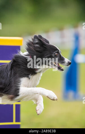 Border Collie, Agility, springen Stockfoto