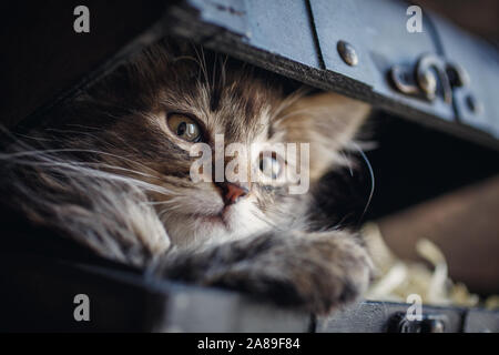 Eine Katze mit einem flauschigen Schnurrbart sitzt in einer alten Brust. Stockfoto