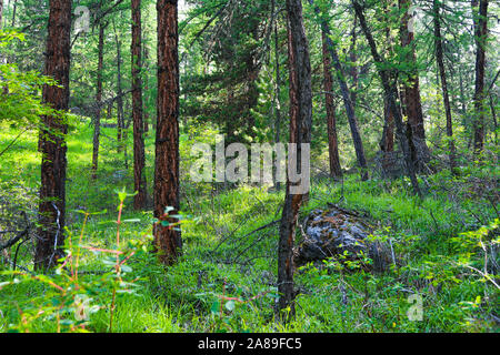 Kiefernwald auf Sommertag. Wandern in der Taiga Stockfoto