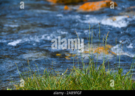 Starke mountain river. Schnelle Informationsfluss stream unter den Felsen. Blue Stream von Wasser brodelt in den Felsen, Stockfoto