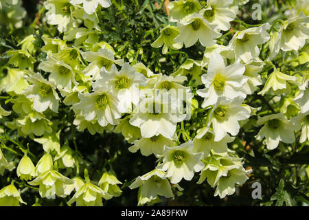 Clematis 'Early Sensation' in voller Blüte in der Frühlingssonne Stockfoto