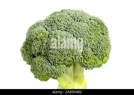 Nahaufnahme, Seite, Ansicht einer Frische, gesunde organische Brokkoli Kopf, auf weißem Hintergrund Stockfoto