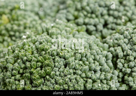 Makroaufnahme der Blütenkopf einer frischen, organischen Brokkoli Kohl. Geringe Tiefenschärfe. Grüne natürliche Nahrung Hintergrund Textur Stockfoto