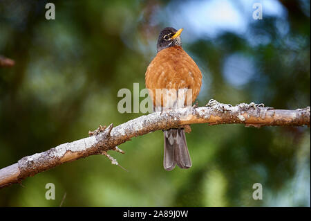 American Robin (Turdus Migratorius) auf einem Ast sitzend Stockfoto