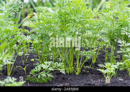 Grün Karotte Blätter wachsen in einem Garten bed Stockfoto