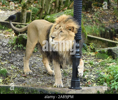 London, Großbritannien. 07 Nov, 2019. Bhanu der männliche Löwe in den Griff bekommt mit einem neuen maßgeschneiderten, kratzen Lampe - Post aus Gusseisen und hessischen Seil, der Partnerschaft zwischen der ZSL London Zoo und die Brücke Theater und ihre neue Produktion Der Löwe, die Hexe und der Kleiderschrank dieses Weihnachten im ZSL London Zoo starten. Credit: SOPA Images Limited/Alamy leben Nachrichten Stockfoto