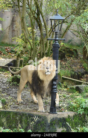 London, Großbritannien. 07 Nov, 2019. Bhanu der männliche Löwe in den Griff bekommt mit einem neuen maßgeschneiderten, kratzen Lampe - Post aus Gusseisen und hessischen Seil, der Partnerschaft zwischen der ZSL London Zoo und die Brücke Theater und ihre neue Produktion Der Löwe, die Hexe und der Kleiderschrank dieses Weihnachten im ZSL London Zoo starten. Credit: SOPA Images Limited/Alamy leben Nachrichten Stockfoto