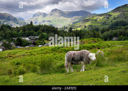 Elterwater in Langdale Valley mit Herdwick-schafe und entfernten Loft und Thorn Crag, Harrison Stickle und Pavey Lade peaks Lake District, England Stockfoto