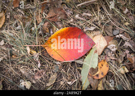 Eine einzige bunte Blätter liegen auf einem Bett von trockenem Gras und Laub Stockfoto