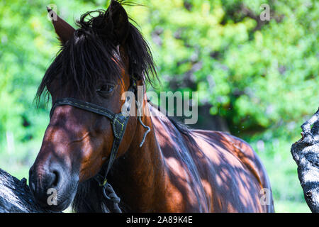 Einsames Pferd unter den herbstlichen Baum auf sonnigen Sommertag Stockfoto