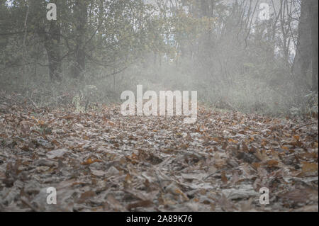 Misty, geheimnisvolle Landschaft in den Wäldern von Upstate New York Stockfoto