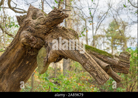 Alte kaputte und aus gesägten Baumstamm an einem strahlenden Herbsttag, in Upstate New York Stockfoto