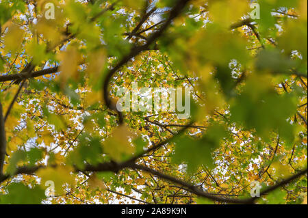 Auf der Suche nach grünen und gelben Laub an einem sonnigen Herbsttag, in Upstate New York Stockfoto