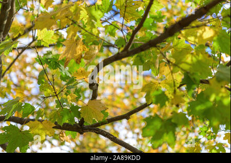 Auf der Suche nach grünen und gelben Laub an einem sonnigen Herbsttag, in Upstate New York Stockfoto