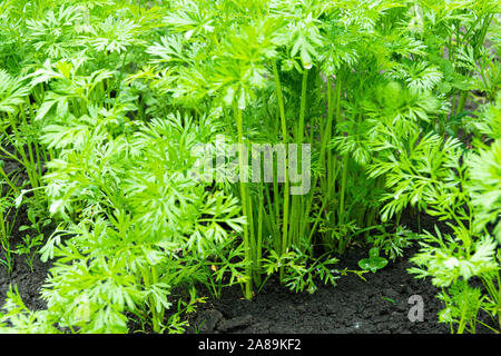 Grün Karotte Blätter wachsen in einem Garten bed Stockfoto