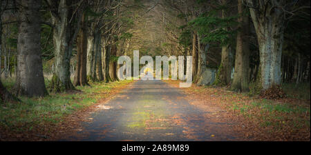 Magischer Tunnel und Pfad durch einen dichten Wald mit Sonnenlicht. Der Weg von Sträuchern umrahmt. Dramatische und wunderschöne Szene. Stockfoto