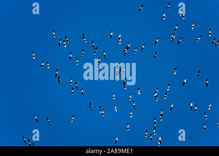 Flying CRANES Stockfoto