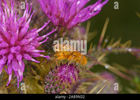 Gelb Mist Fliegen (scathophagidae Stercoraria) in Ruhe auf Thistle Blume, Shetland Inseln, Großbritannien, Juli Stockfoto