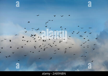 Fliegen Krähen Stockfoto