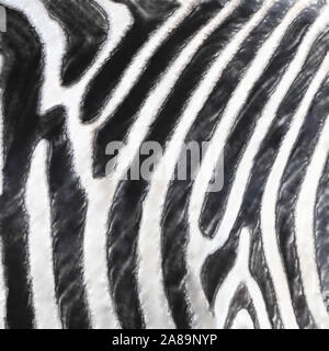 Aquarell Bild: Nahaufnahme der Bauch eines Zebra, wissenschaftlicher Name Equus Zebra, grafische Eindruck Stockfoto