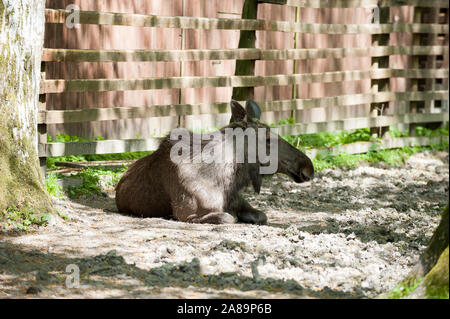 Elche, Białowieża Urwald, Woiwodschaft Podlachien, Polen Stockfoto