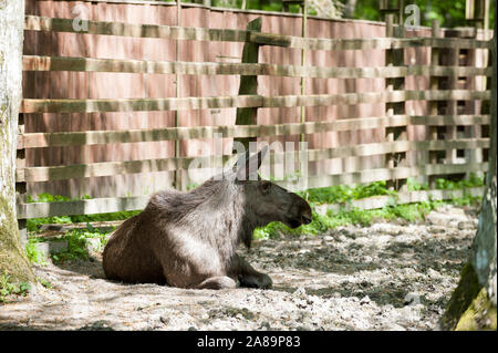 Elche, Białowieża Urwald, Woiwodschaft Podlachien, Polen Stockfoto