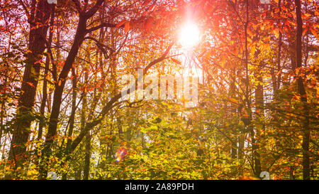 Ein malerischer Herbst Blick von Sonnenlicht durch die Baumkronen. Stockfoto