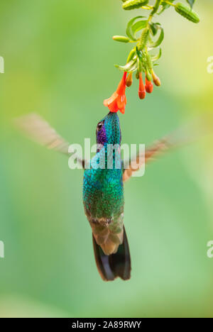 Funkelnde violett-Ohr-Colibri coruscans, schöne grüne Kolibri mit blauen Ohren von Andinen Pisten von Südamerika, wilde Sumaco, Ecuador. Stockfoto