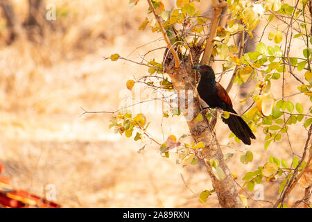 Der Greater coucal - Red Eyed kastanie Hopper Stockfoto