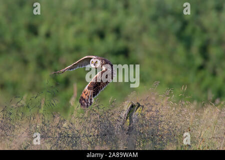 Sumpfohreule (Asio flammeus/Asio accipitrinus) vom Zaun Pfosten entlang Feld Stockfoto