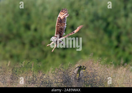 Sumpfohreule (Asio flammeus/Asio accipitrinus) vom Zaun Pfosten entlang Feld Stockfoto