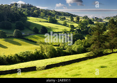 Helle grüne Weiden für die Kühe und Schafe in der Morgensonne mit Trockenmauern zaun Hecken in der Nähe von troutbeck Lake District, England Stockfoto