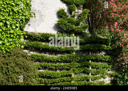 Espaliered Eibe auf Haus Wand mit Efeu cotoneaster und Klettern stieg in Troutbeck Lake District, England Stockfoto