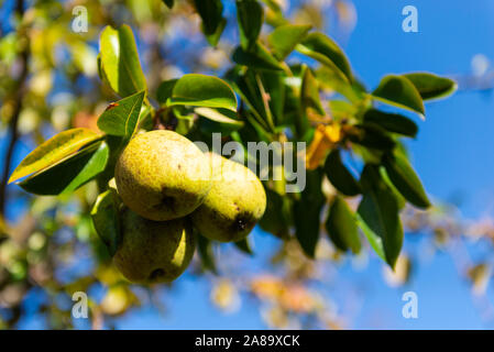 Birnen auf einem Zweig. Natürliche, organische Birnen. 3 reife Birnen auf einem Ast. Stockfoto