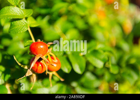 Wild Rose Beeren. Drei dogrose Beeren auf einem Zweig. Rote beeren unter der strahlenden Sonne. Stockfoto