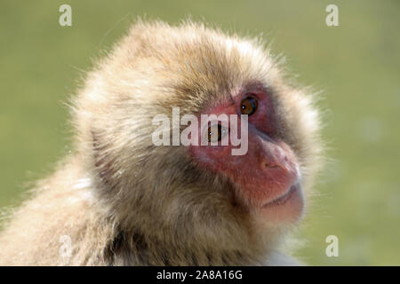 Japanische macaque an heißen Quellen in Japan Stockfoto