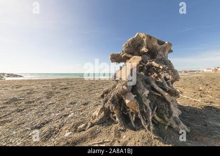 Blick auf die marine die Küste mit einem Strände trunk Stockfoto