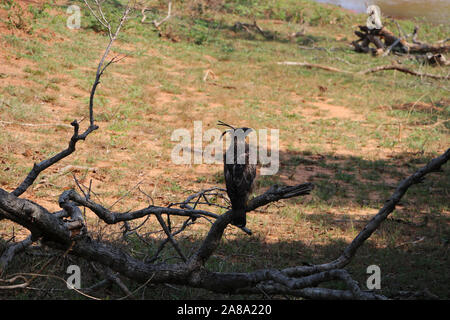 Hooded Adler in Sri Lanka National Park hawk - Adler Stockfoto