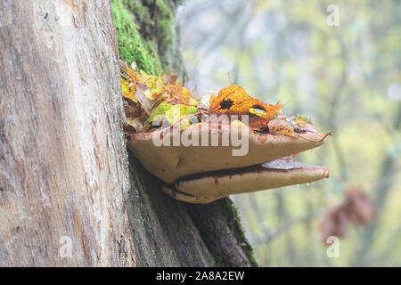 Fistulina Leberblümchen, wie Beefsteak Pilz, Beefsteak polypore, ox Zunge, oder der Zunge Pilz bekannt, wächst an Eiche in Finnland Stockfoto