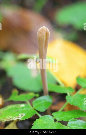 Macrotyphula fistulosa, wie Pipe club Pilz bekannt, Wild Mushroom aus Finnland Stockfoto