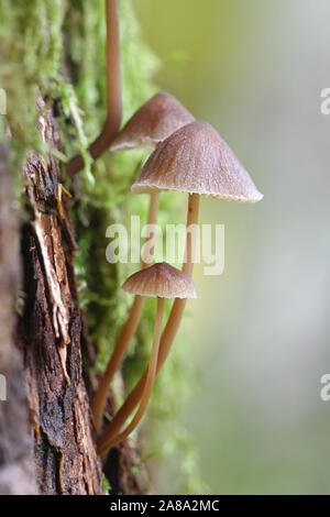 Mycena bignonioides, bekannt als bittere mycena, wächst an Eiche in Finnland Stockfoto