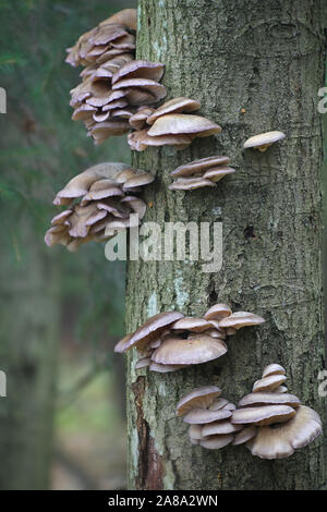 Pleurotus ostreatus, als Pearl Oyster mushroom oder Baum Oyster mushroom bekannt, wilde essbare Pilze aus Finnland Stockfoto