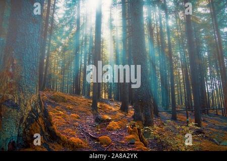 Nebel Märchenwald mit raylights und Nebel, bunte verträumt Magic forest Stockfoto