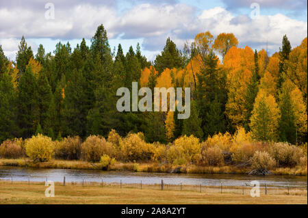 Herbst Wald Bäume und Büsche hinzufügen warmen Farben bei bewölktem Himmel entlang der Spring Creek in ländlichen Oregon Stockfoto