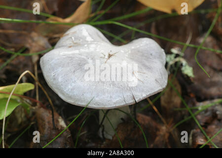 Cortinarius alboviolaceus, wie Pearly Webcap oder silbrig-violett Cort, wilde Pilze aus Finnland bekannt Stockfoto