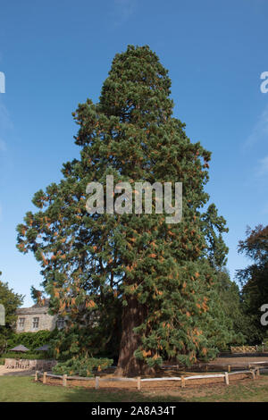 Giant Sequoia, Giant Redwood, Sierra Redwood, Wellingtonia, Big Tree (sequoiadendron giganteum) in einem Park in Wakehurst in West Sussex Stockfoto
