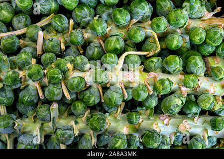 Nahaufnahme von frischen grünen Rosenkohl auf einen Stiel Stockfoto