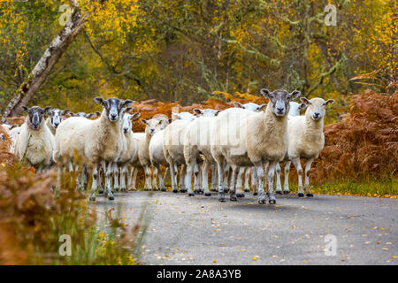 Herde von Highland Maultier Schaf. Mutterschafe und ihre volle Lämmern auf Single Track Road im Glen Strathfarrar, in den schottischen Highlands. Jahreszeit: Herbst. Stockfoto